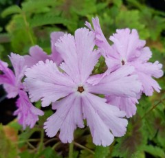 Primula sieboldii Bureiko