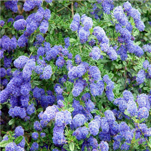 Ceanothus Puget Blue