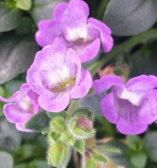 Chaenorhinum origanifolium Blue Dream