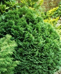 Chamaecyparis lawsoniana Minima Glauca