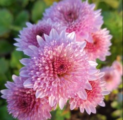 Chrysanthemum Colsterworth