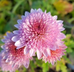 Chrysanthemum Colsterworth