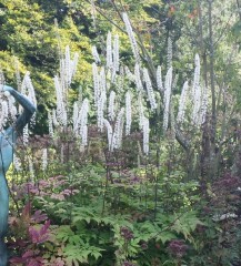 Cimicifuga (Actaea) simplex Pritchards Variety