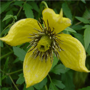 Clematis tangutica