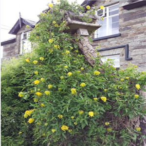 Clematis tangutica