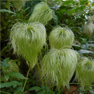 Clematis tangutica