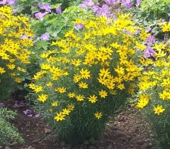 Coreopsis verticillata Zagreb