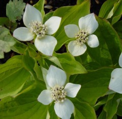 Cornus canadensis