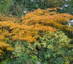 Cornus kousa Chinensis