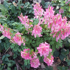 Corydalis solida Beth Evans