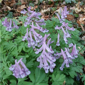 Corydalis solida