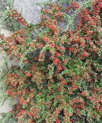 Cotoneaster horizontalis