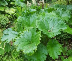 Darmera peltata