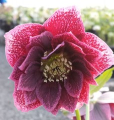 Helleborus x hybridus double pink spotted