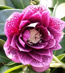 Helleborus x hybridus double pink spotted