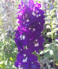 Delphinium Magic Fountains Dark Blue with a White Eye