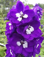 Delphinium Magic Fountains Dark Blue with a White Eye