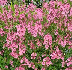 Diascia personata Hopleys