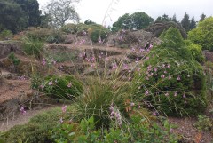 Dierama Plantworld Hybrids