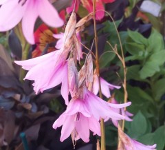 Dierama Plantworld Hybrids