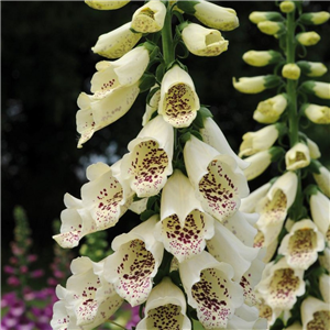 Digitalis purpurea Dalmation Creme