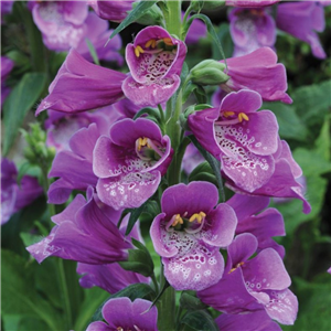 Digitalis purpurea Dalmation Purple