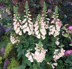 Digitalis purpurea Excelsia Mixed