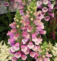 Digitalis purpurea Excelsia Mixed