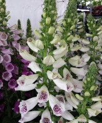 Digitalis purpurea Excelsia Mixed