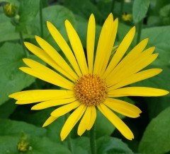 Doronicum carpetanum subsp. pubescens