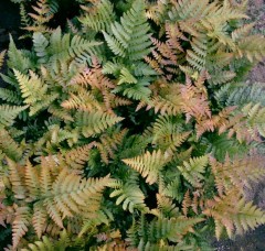 Dryopteris erythrosora