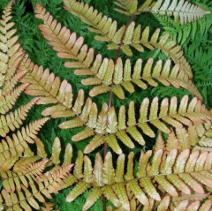 Dryopteris erythrosora