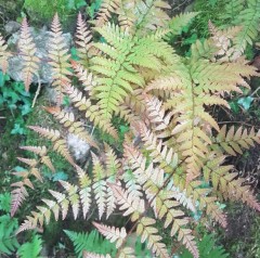 Dryopteris erythrosora