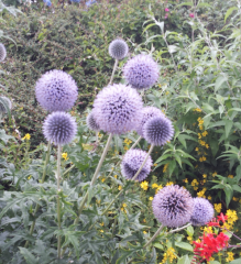 Echinops ritro