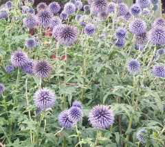 Echinops ritro