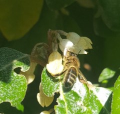 Elaeagnus ebbingei