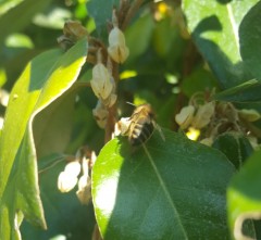 Elaeagnus ebbingei