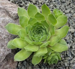 Sempervivum Emerald Lustre