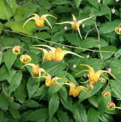 Epimedium Amber Queen