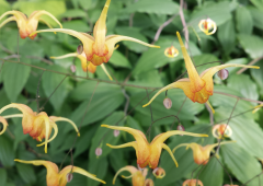 Epimedium Amber Queen