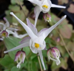 Epimedium grandiflorum