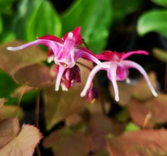 Epimedium grandiflorum Purple Pixie