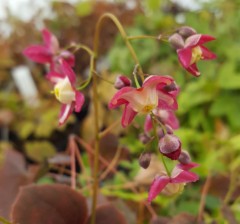 Epimedium rubrum