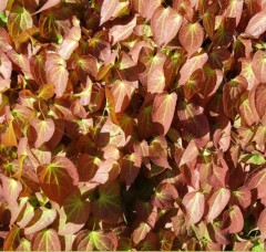 Epimedium rubrum