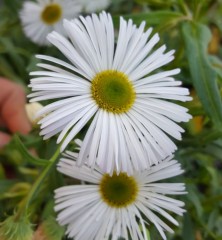 Erigeron White Quakeress