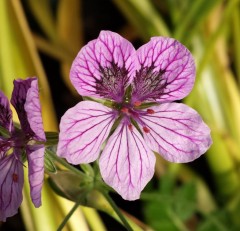 Erodium Freedom