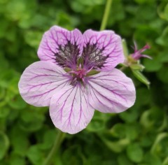 Erodium Freedom