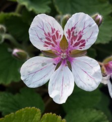 Erodium pelargoniiflorum