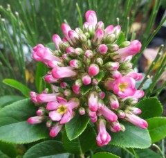 Escallonia Pink Elle