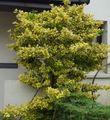 Euonymus fortunei Emerald n Gold